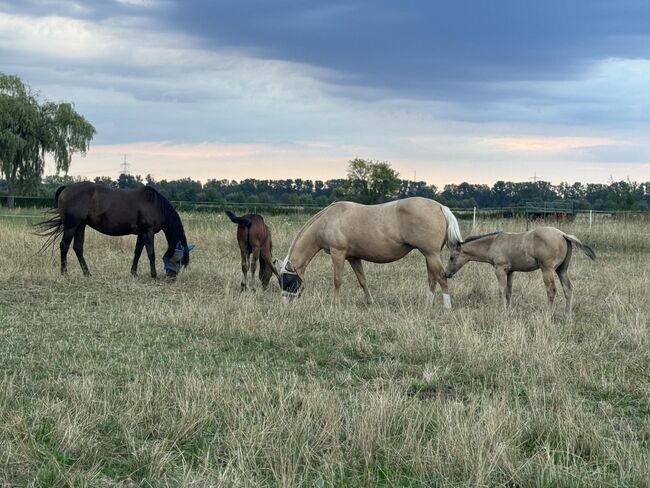 Buckskinfarbenes Quarter Horse Hengstfohlen mit viel Foundationanteil, Kerstin Rehbehn (Pferdemarketing Ost), Horses For Sale, Nienburg, Image 4