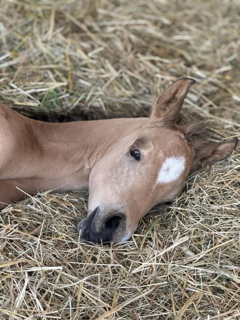 Buckskinfarbenes Quarter Horse Hengstfohlen mit viel Foundationanteil, Kerstin Rehbehn (Pferdemarketing Ost), Horses For Sale, Nienburg, Image 5