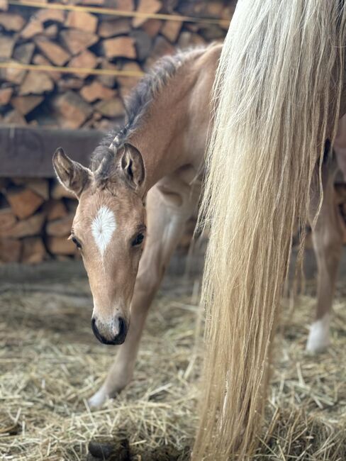 Buckskinfarbenes Quarter Horse Hengstfohlen mit viel Foundationanteil, Kerstin Rehbehn (Pferdemarketing Ost), Horses For Sale, Nienburg, Image 7