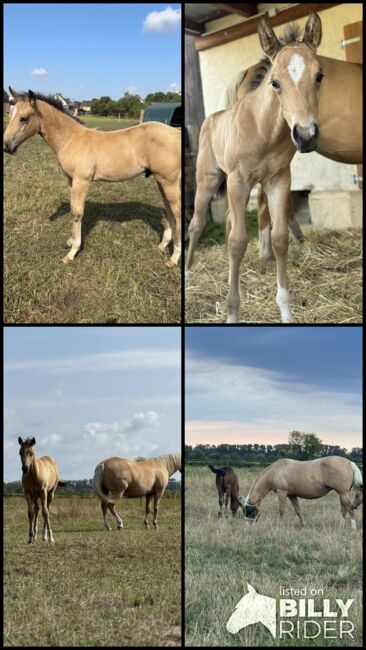 Buckskinfarbenes Quarter Horse Hengstfohlen mit viel Foundationanteil, Kerstin Rehbehn (Pferdemarketing Ost), Horses For Sale, Nienburg, Image 13