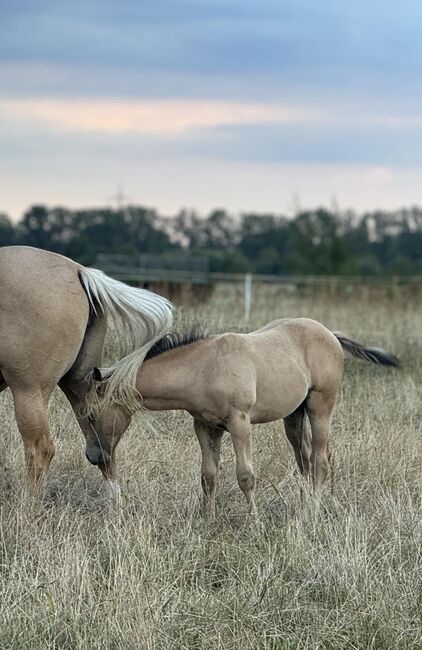 Buckskinfarbenes Quarter Horse Hengstfohlen mit viel Foundationanteil, Kerstin Rehbehn (Pferdemarketing Ost), Horses For Sale, Nienburg, Image 12