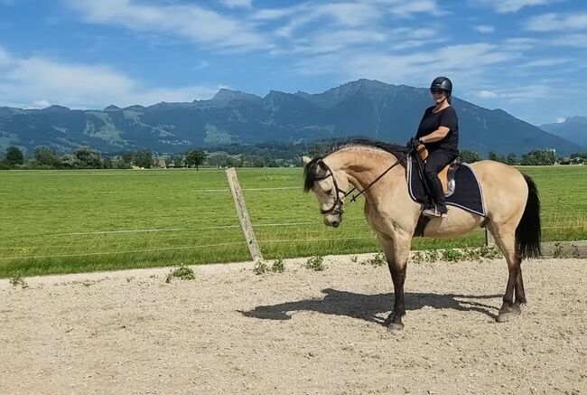 Buckskin Cruzado Wallach, 174 cm, 6 jährig, Fabienne Geib , Horses For Sale, WOLLERAU