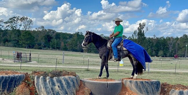 Buckskin Gelding AQH, Heritage Quarter Horses Ranch, Pferd kaufen, Los Angeles