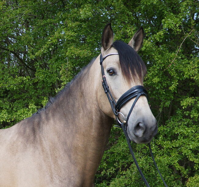 Buckskin PRE Wallach ist 7 Jahre alt und 1,69 m groß., Devoto, Horses For Sale, Anzing, Image 9