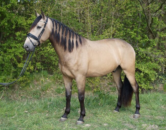 Buckskin PRE Wallach ist 7 Jahre alt und 1,69 m groß., Devoto, Konie na sprzedaż, Anzing, Image 3