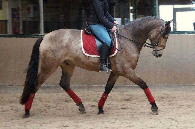 Buckskin PRE Wallach ist 7 Jahre alt und 1,69 m groß., Devoto, Konie na sprzedaż, Anzing