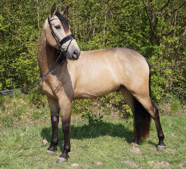 Buckskin PRE Wallach ist 7 Jahre alt und 1,69 m groß., Devoto, Konie na sprzedaż, Anzing, Image 6