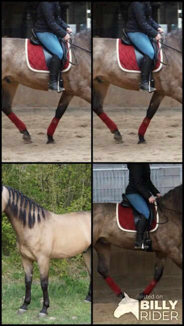 Buckskin PRE Wallach ist 7 Jahre alt und 1,69 m groß., Devoto, Konie na sprzedaż, Anzing, Image 10