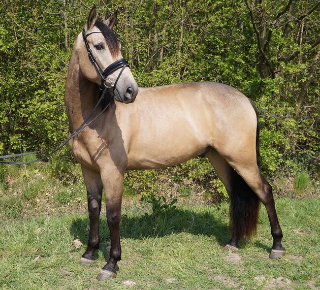 Buckskin PRE Wallach ist 7 Jahre alt und 1,69 m groß., Devoto, Konie na sprzedaż, Anzing, Image 8
