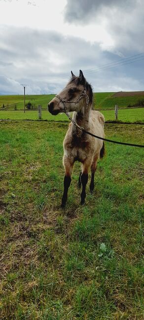 Buckskin Quarter Horse Hengst Jährling zu verkaufen 🤠🐴, Jessica Kornrumpf , Pferd kaufen, Königswald, Abbildung 8