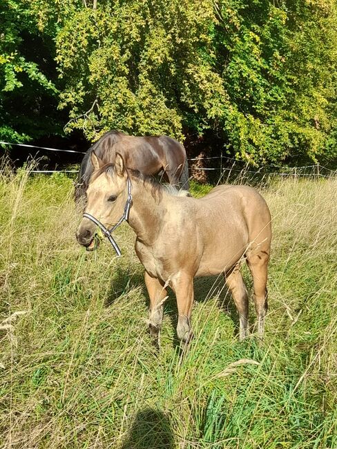 Buckskin Quarter Horse Hengst Jährling zu verkaufen 🤠🐴, Jessica Kornrumpf , Pferd kaufen, Königswald, Abbildung 9