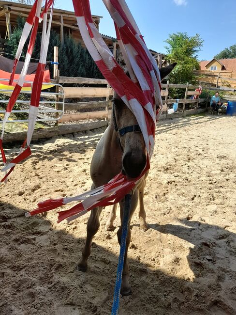 Buckskin Quarter Horse Hengst Jährling zu verkaufen 🤠🐴, Jessica Kornrumpf , Horses For Sale, Königswald, Image 4