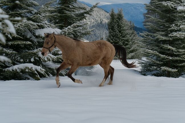 Buckskin Quarter Horse Wallach mit Top-Reiningpedigree, Kerstin Rehbehn (Pferdemarketing Ost), Pferd kaufen, Nienburg
