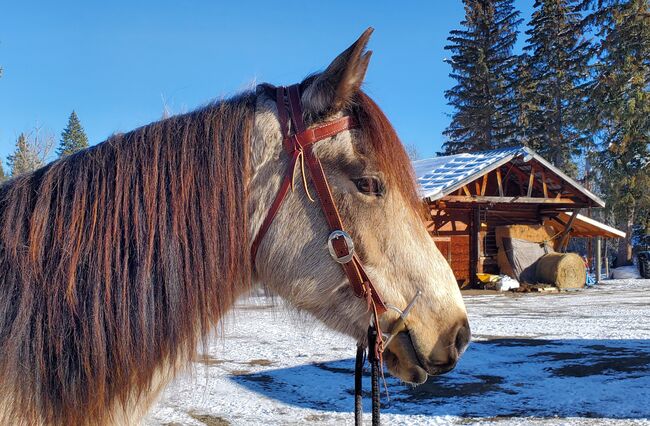 Buckskin Stute, Nicole, Pferd kaufen, Hosenruck, Abbildung 4