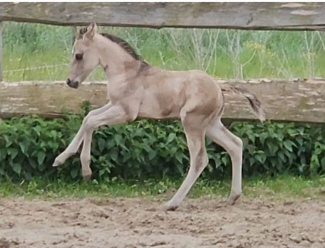 Buckskinfarbener Kracher (Quarter Horse), Kerstin Rehbehn (Pferdemarketing Ost), Horses For Sale, Nienburg