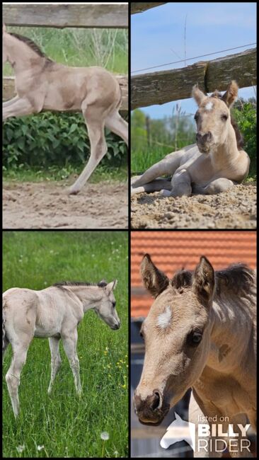 Buckskinfarbener Kracher (Quarter Horse), Kerstin Rehbehn (Pferdemarketing Ost), Horses For Sale, Nienburg, Image 12