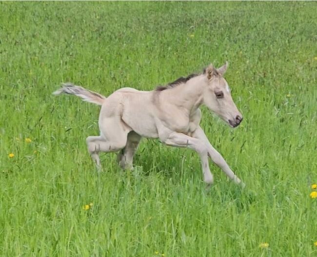 Buckskinfarbener Kracher (Quarter Horse), Kerstin Rehbehn (Pferdemarketing Ost), Horses For Sale, Nienburg, Image 7