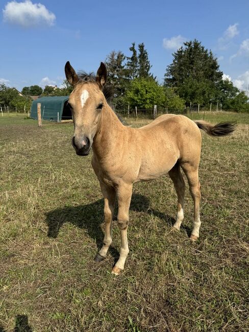 Buckskinfarbenes Quarter Horse Hengstfohlen mit viel Foundationanteil, Kerstin Rehbehn (Pferdemarketing Ost), Horses For Sale, Nienburg, Image 8