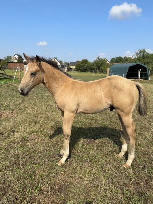 Buckskinfarbenes Quarter Horse Hengstfohlen mit viel Foundationanteil, Kerstin Rehbehn (Pferdemarketing Ost), Horses For Sale, Nienburg