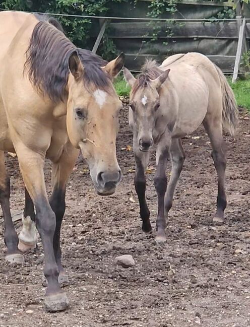 Buckskinfarbener Kracher (Quarter Horse), Kerstin Rehbehn (Pferdemarketing Ost), Pferd kaufen, Nienburg, Abbildung 5