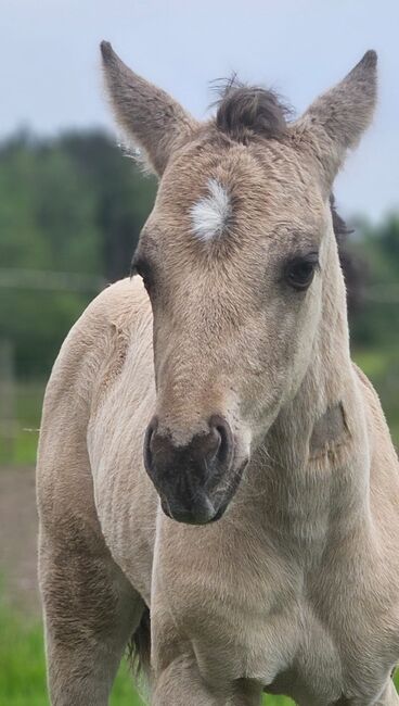 Buckskinfarbener Kracher (Quarter Horse), Kerstin Rehbehn (Pferdemarketing Ost), Pferd kaufen, Nienburg, Abbildung 5