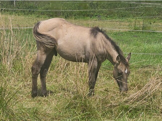 Buckskinfarbener Kracher (Quarter Horse), Kerstin Rehbehn (Pferdemarketing Ost), Pferd kaufen, Nienburg, Abbildung 3