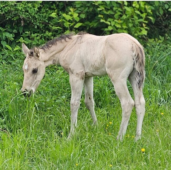 Buckskinfarbener Kracher (Quarter Horse), Kerstin Rehbehn (Pferdemarketing Ost), Pferd kaufen, Nienburg, Abbildung 8