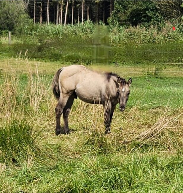 Buckskinfarbener Kracher (Quarter Horse), Kerstin Rehbehn (Pferdemarketing Ost), Pferd kaufen, Nienburg, Abbildung 4