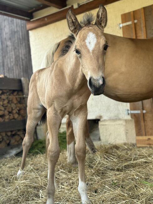 Buckskinfarbenes Quarter Horse Hengstfohlen mit viel Foundationanteil, Kerstin Rehbehn (Pferdemarketing Ost), Pferd kaufen, Nienburg, Abbildung 2