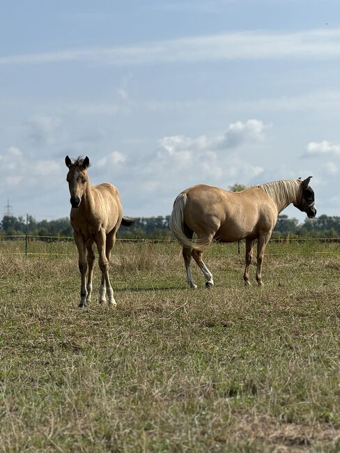 Buckskinfarbenes Quarter Horse Hengstfohlen mit viel Foundationanteil, Kerstin Rehbehn (Pferdemarketing Ost), Pferd kaufen, Nienburg, Abbildung 3