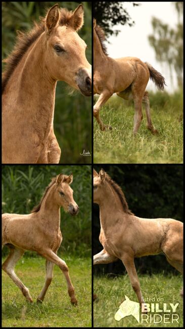 #buckskingirl #littledancer, WOW Pferd  (WOW Pferd), Horses For Sale, Bayern - Attenkirchen, Image 8