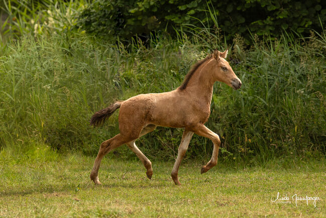 #buckskingirl #littledancer, WOW Pferd  (WOW Pferd), Horses For Sale, Bayern - Attenkirchen, Image 6