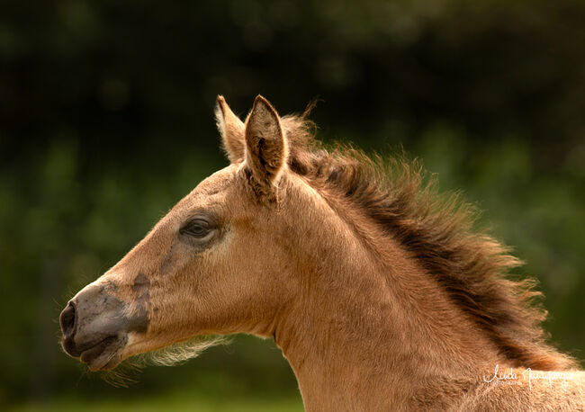 #buckskingirl #littledancer, WOW Pferd  (WOW Pferd), Horses For Sale, Bayern - Attenkirchen, Image 3