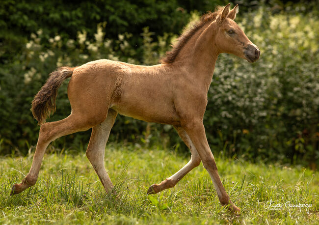 #buckskingirl #littledancer, WOW Pferd  (WOW Pferd), Horses For Sale, Bayern - Attenkirchen, Image 5