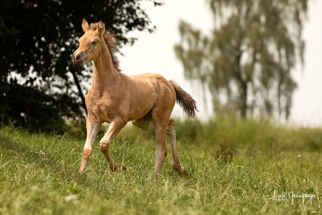 #buckskingirl #littledancer, WOW Pferd  (WOW Pferd), Konie na sprzedaż, Bayern - Attenkirchen, Image 2