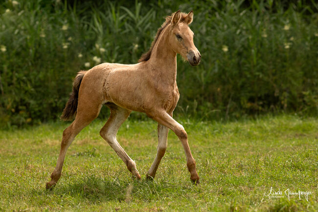 #buckskingirl #littledancer, WOW Pferd  (WOW Pferd), Konie na sprzedaż, Bayern - Attenkirchen, Image 3