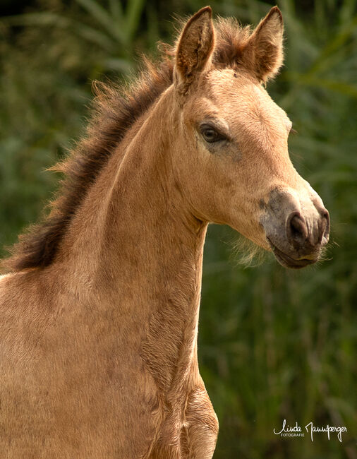 #buckskingirl #littledancer, WOW Pferd  (WOW Pferd), Konie na sprzedaż, Bayern - Attenkirchen