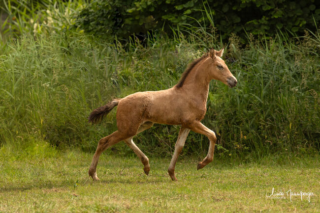 #buckskingirl #littledancer, WOW Pferd  (WOW Pferd), Konie na sprzedaż, Bayern - Attenkirchen, Image 6