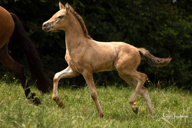 #buckskingirl #littledancer, WOW Pferd  (WOW Pferd), Pferd kaufen, Bayern - Attenkirchen, Abbildung 4