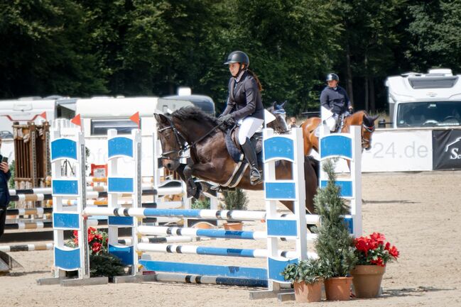 Bugatti, 4-jähriges Pony – zuverlässig, lieb und turniererfahren, Reitstall Altenfelden (Reitstall Altenfelden), Pferd kaufen, Altenfelden