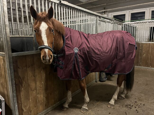 Outdoordecke 145cm/0g, Felix Bühler Perfect Fit, Laura, Horse Blankets, Sheets & Coolers, Leipzig