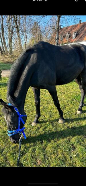 Bulgarisches Warmblut/ Traumhafte Stute, Manuela Fuchs (Pferdephysiotherapie- Direkt), Horses For Sale, Gundelfingen, Image 3