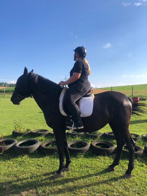 Bulgarisches Warmblut/ Traumhafte Stute, Manuela Fuchs (Pferdephysiotherapie- Direkt), Horses For Sale, Gundelfingen, Image 5