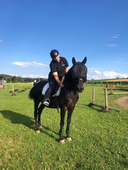 Bulgarisches Warmblut/ Traumhafte Stute, Manuela Fuchs (Pferdephysiotherapie- Direkt), Horses For Sale, Gundelfingen, Image 6