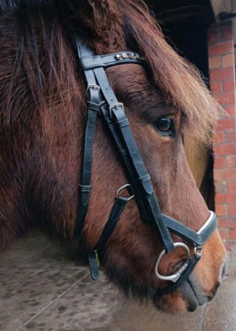 BusseTrense Modena Gr. VB/Cob, Unbekannt  Trense Busse Modena , Claudia, Bridles & Headstalls, Süderhastedt, Image 5