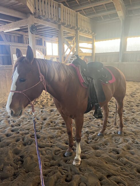 California Ranch Sattel Definition QH II 16! Rough out black, California Ranch Definition , Melanie Treul, Western Saddle, Kematen am Innbach , Image 4