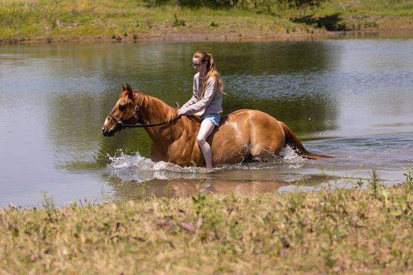 Calm and Kids Friendly Quarter Horse!, Earl Grey, Pferd kaufen, Neuss , Abbildung 2
