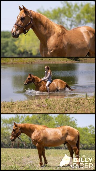 Calm and Kids Friendly Quarter Horse!, Earl Grey, Pferd kaufen, Neuss , Abbildung 4