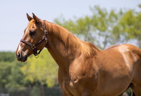 Calm and Kids Friendly Quarter Horse!, Earl Grey, Pferd kaufen, Neuss 