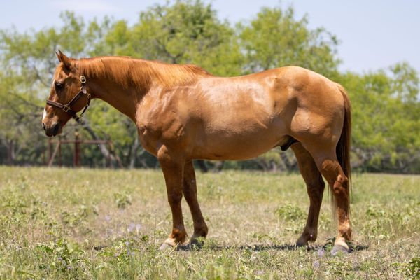 Calm and Kids Friendly Quarter Horse!, Earl Grey, Pferd kaufen, Neuss , Abbildung 3